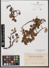 Foto von Salix reticulata L.